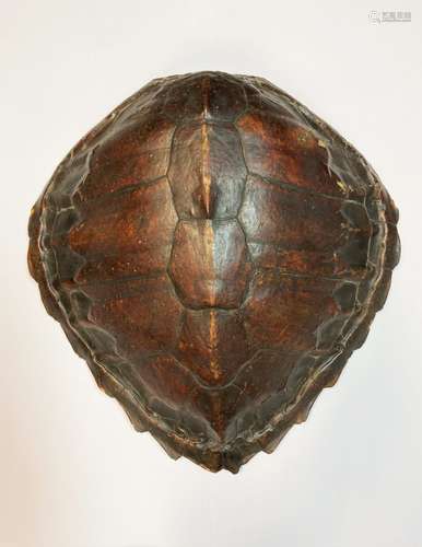 ˜Ⓦ A TURTLE UPPER SHELL^ PROBABLY CHELONIA MYDAS LATE 19TH C...