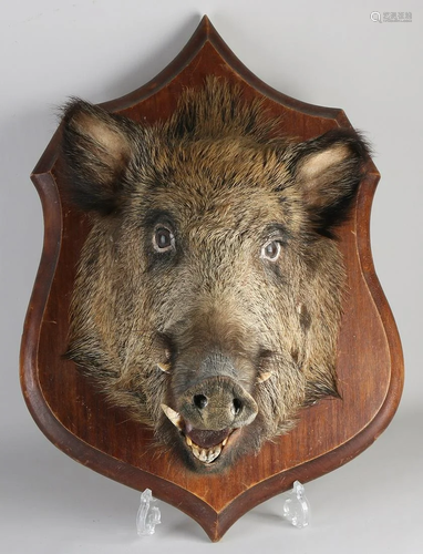 Stuffed wild boar head. Keiler head. On wooden plaque.