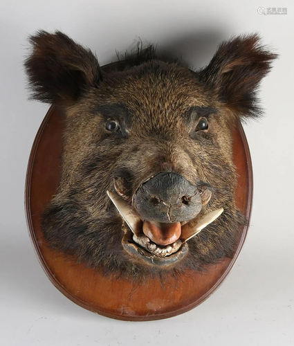 Wild boar. Keiler. Stuffed head with glass eyes and