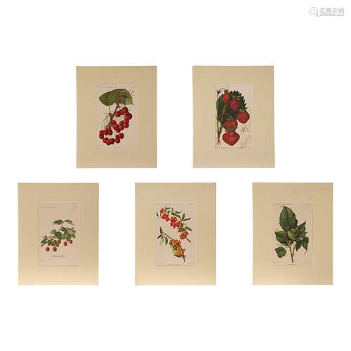 FIVE BOTANICAL ETCHED PLATES