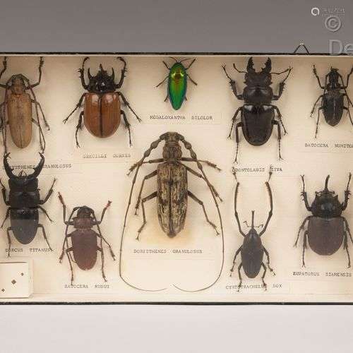 Entomologie Boite vitrée renfermant dix coléoptères. Dim. : ...