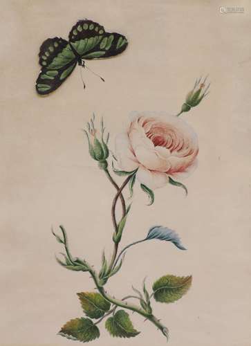 A Victorian watercolour, botanical study of a rose with an a...