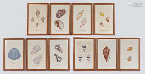 Set of ten conchology hand coloured framed engravings, publi...