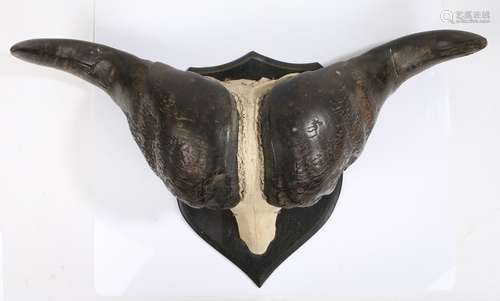 African Hunting Trophy Cape Buffalo Skull (Syncerus caffer c...