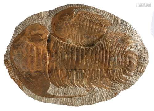 Morocco, a Middle Cambrian fossil Trilobite, circa 520 Milli...