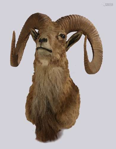 Taxidermy: Ladakh Urial (Ovis vignnei vignei) Mid 20th Centu...