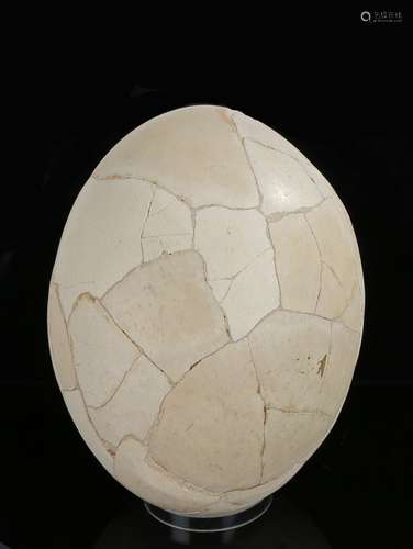 Giant Elephant Bird egg (Aepyornis maximus), extinct, the eg...