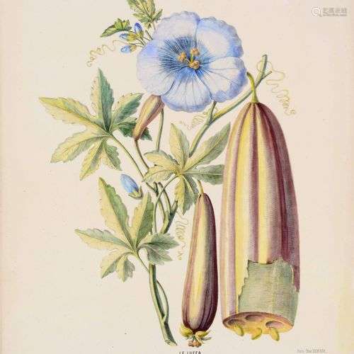 BOTANIQUE Le Luffa, le Talaumé 2 planches de la Flore d'Amér...