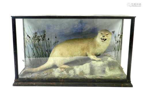 Taxidermy: A cased European otter