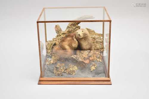 Taxidermy: a cased Stoat (Mustela erminea)