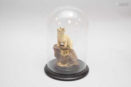 Taxidermy: a Weasel (Mustela)