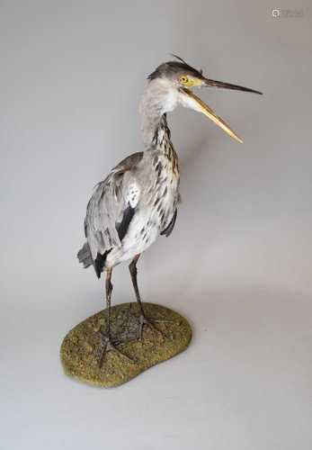 Taxidermy: a Heron (Ardeidae) and other taxidermy