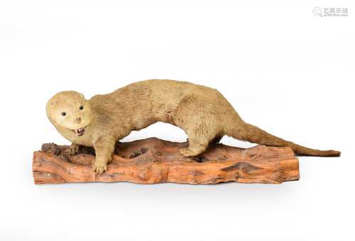 Taxidermy: A European otter on branch