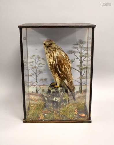 Taxidermy: a cased Rough Legged Buzzard (Buteo lagopus)