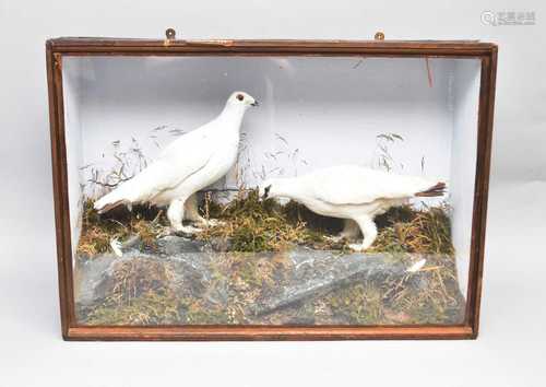 Taxidermy: a cased pair of Ptarmigan (Lagopus muta)