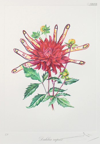 Salvador Dali - Dahlia Rapax. (Dahlias of Dali)