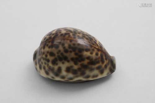 AN EARLY VICTORIAN SCOTTISH PROVINICAL MOUNTED COWRIE SHELL ...