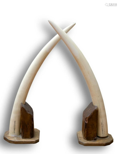 Pair of small marphil tusks