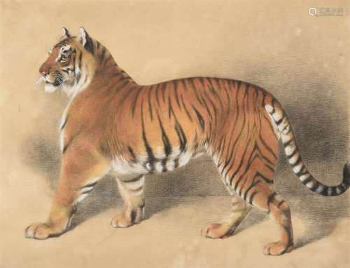 THOMAS LANDSEER (BRITISH 1795-1880), A TIGER