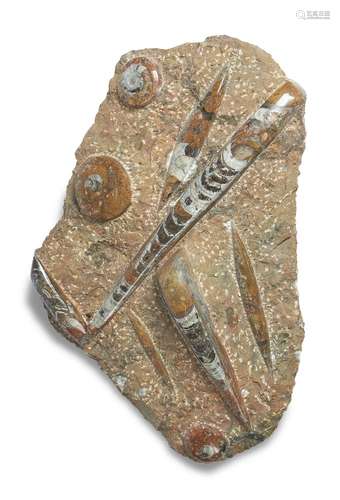 A POLISHED FOSSIL GROUP, POSSIBLY MORROCO