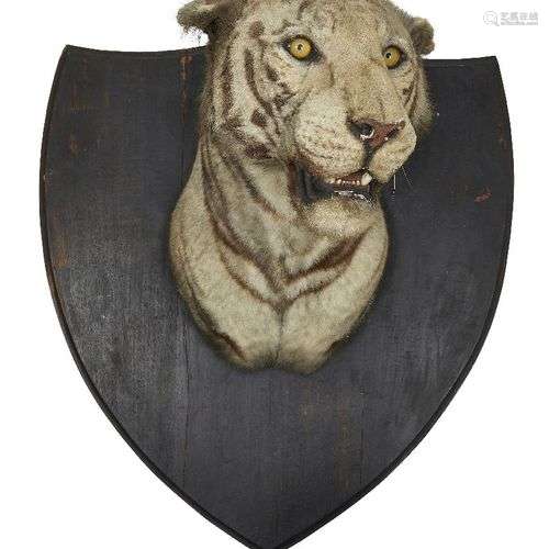 Taxidermie : Un tigre du Bengale (Panthera tigris tigris), d...