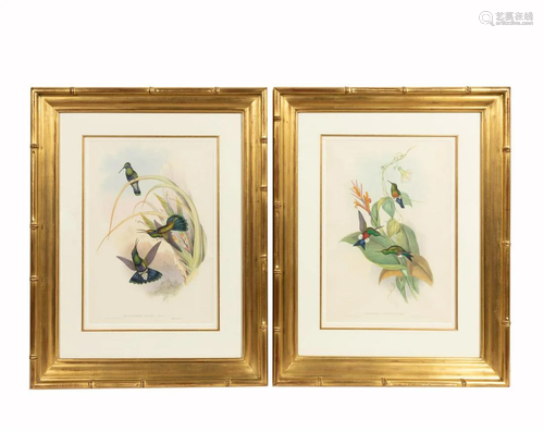 PAIR, JOHN GOULD HUMMINGBIRDS, GILTWOOD FRAMES