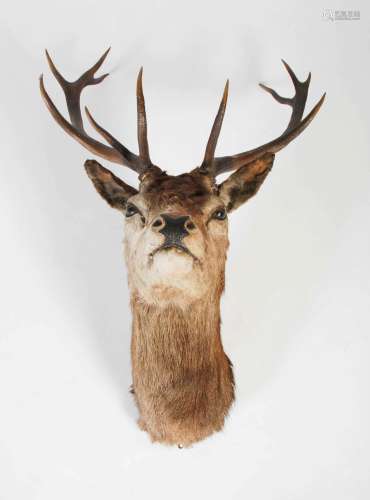 A taxidermy Stags head, with eleven point antlers and glass ...