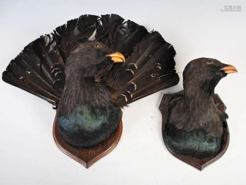 Two early 20th century Capercallie taxidermy studies, one wi...