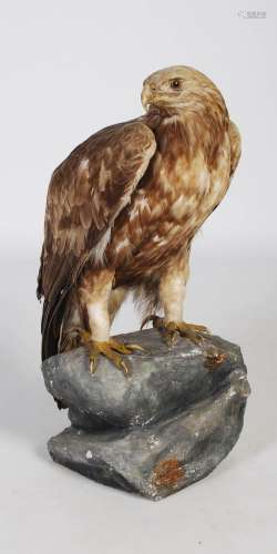 A late 19th/ 20th century taxidermy Eagle, with glass inlaid...