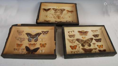 Entomology - three glazed display cases of assorted butterfl...