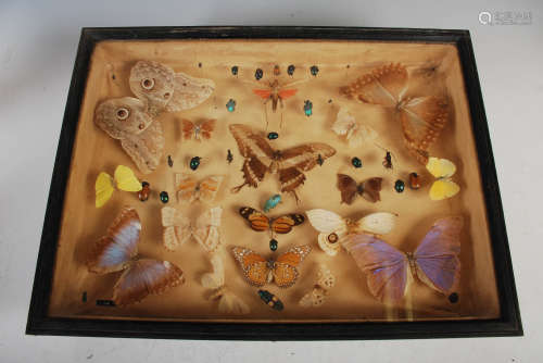 Entomology - a display case containing assorted butterflies,...