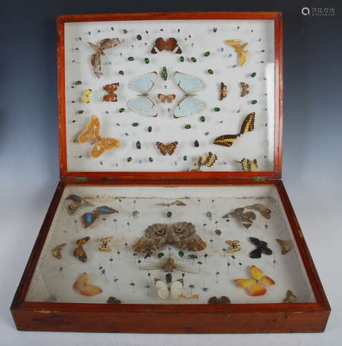 Entomology - a pine two sectional display case containing as...