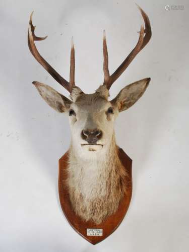 A taxidermy Stags head, with nine point antlers and glass ey...