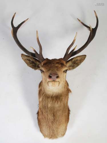 A taxidermy Stags head, with twelve point antlers and glass ...