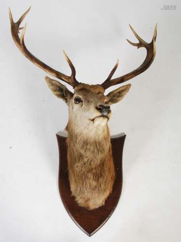 A taxidermy Stags head, with twelve point antlers and glass ...