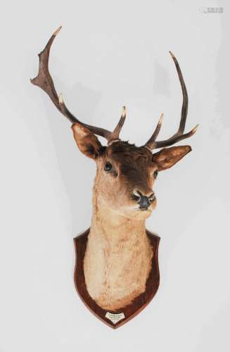 A taxidermy Stags head, with eleven point antlers, glass inl...