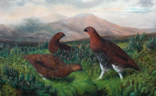 Highland Grouse Oil Painting