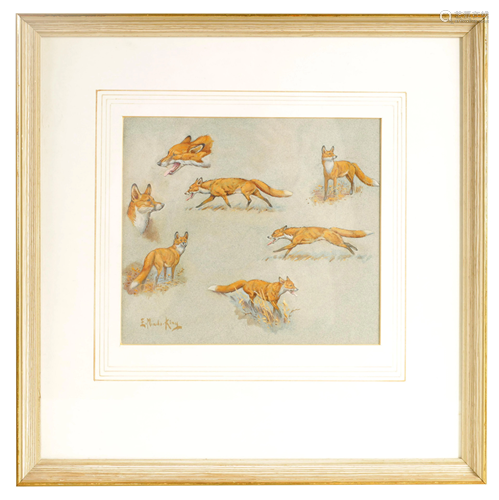 AN EARLY 2OTH CENTURY WATERCOLOUR STUDY OF FOXES B