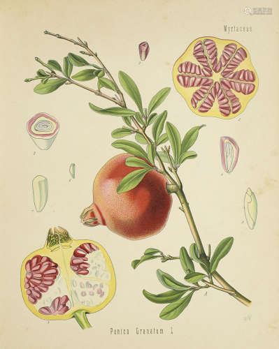 Botanik - - H. A. Köhler.