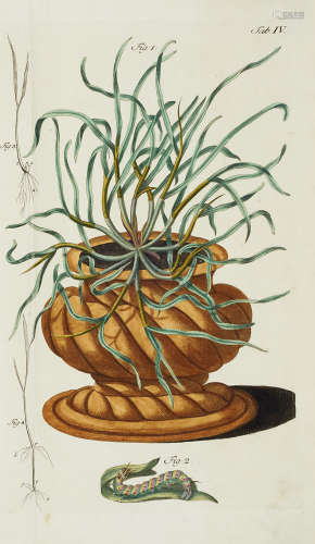 Botanik - - Martin Frobenius