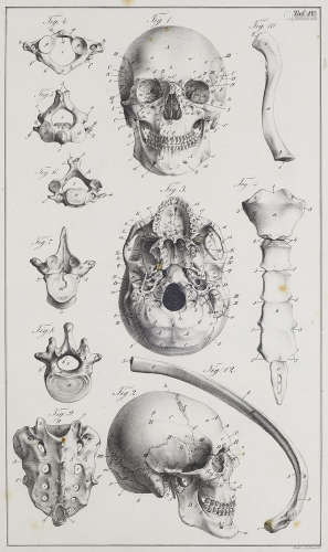 Medizin - Anatomie - - Eduard Julius