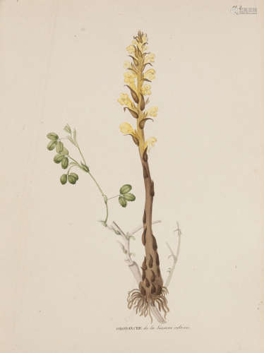 Botanik - - J. P Vaucher. Monographie