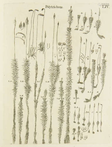 Botanik - - Johann Jacob Dillenius.