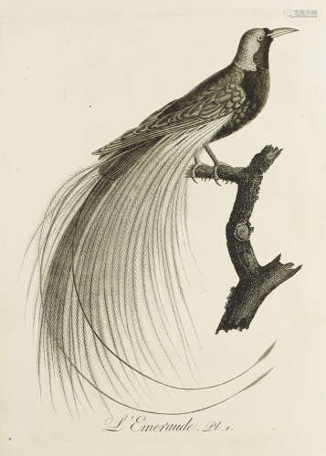 Ornithologie - - J.B. u. L.P. Vieillot