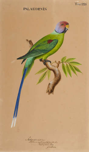 Ornithologie - - Johann Georg Wilhelm