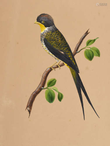 Ornithologie - - Johann Georg Wilhelm