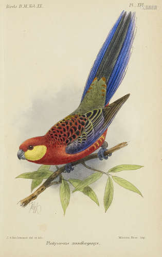 Ornithologie - - Tomasi Adlard