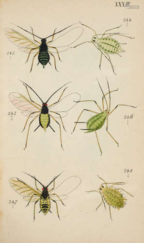 Zoologie - Entomologie - - Carl Ludwig