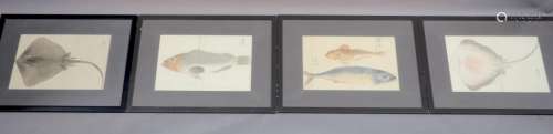 Four 19th century Japanese paintings of fish,including a ska...