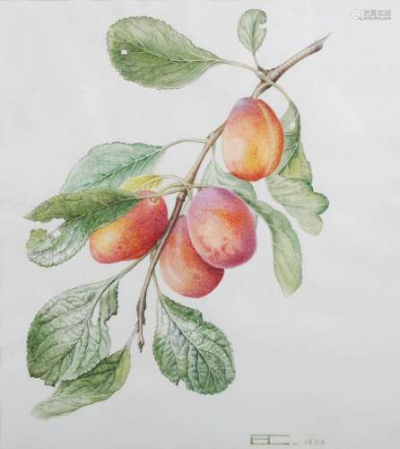 AR Elizabeth Cameron (1915-2008) Plums Victoria watercolour,...